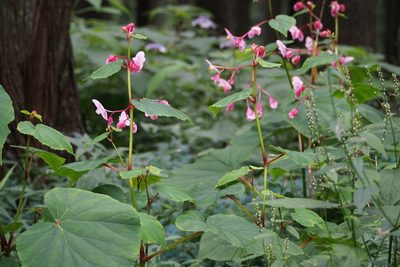 Begonia grandis, photographed by harum.koh