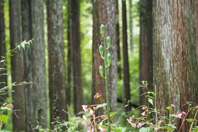 Cardiocrinum cordatum, photographed by harum.koh