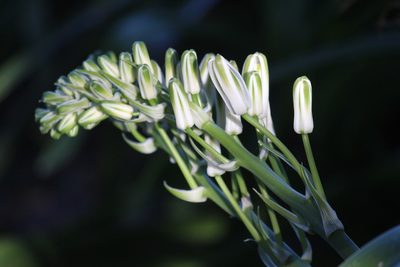 Albuca batteniana, photographed by Noeleen du Toit
