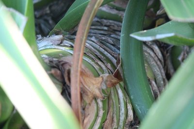 Albuca batteniana, photographed by Noeleen du Toit