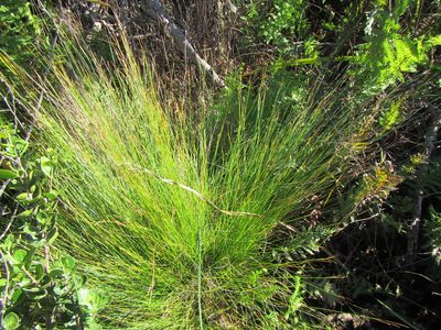Schoenus gracillimus, photographed by douglaseustonbrown