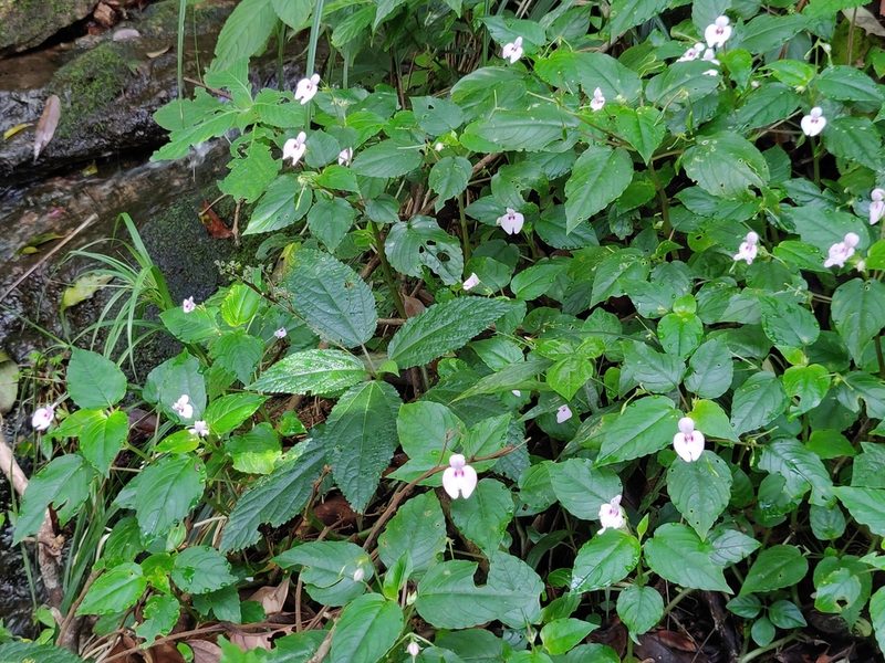 Impatiens elegans, photographed by T R Shankar Raman