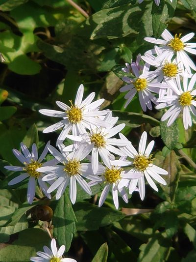 Aster microcephalus, photographed by WATANABE Hitoshi 渡辺仁