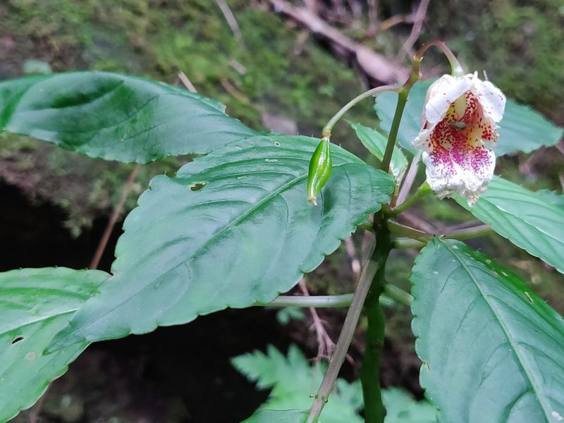 Impatiens disotis, photographed by T R Shankar Raman