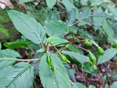 Impatiens disotis, photographed by T R Shankar Raman