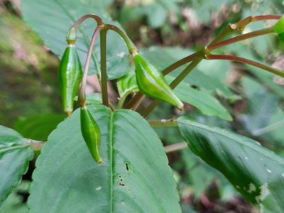 Impatiens disotis, photographed by T R Shankar Raman