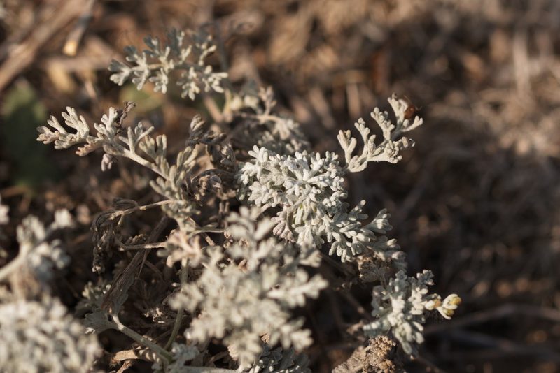 Artemisia fragrans, photographed by Вячеслав Юсупов