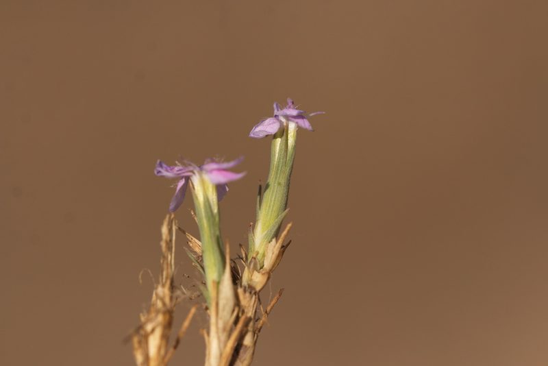 Dianthus pseudarmeria, photographed by Вячеслав Юсупов