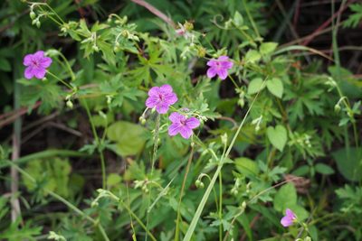 Geranium soboliferum, photographed by harum.koh