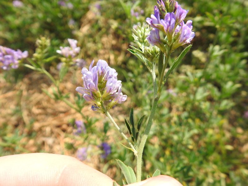 Psoralea polysticta, photographed by Matthew Fainman