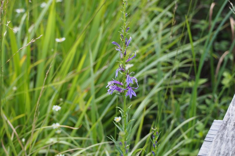 Lobelia sessilifolia, photographed by harum.koh