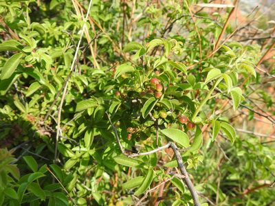 Searsia rigida, photographed by Matthew Fainman