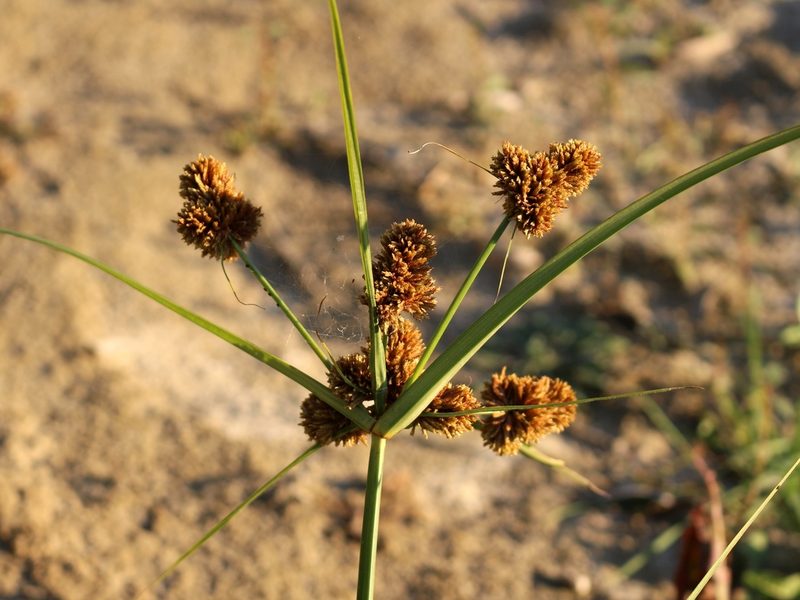 Cyperus glomeratus, photographed by Юрий Данилевский (Yuriy Danilevsky)