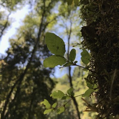 Nothofagus obliqua, photographed by Cristian Riquelme