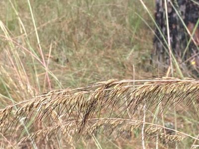 Sorghastrum secundum, photographed by meflowers900