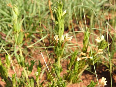Dyschoriste costata, photographed by Matthew Fainman