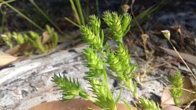 Dischisma capitatum, photographed by Jeremy Gilmore
