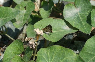 Cynanchum rostellatum, photographed by Oleg Kosterin