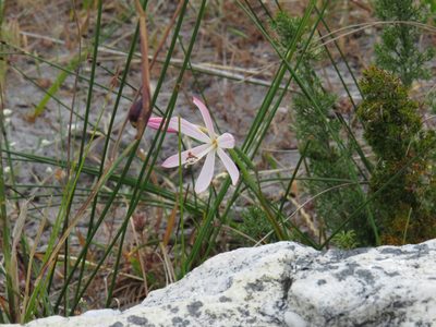 Geissorhiza bonae-spei, photographed by Jeremy Gilmore