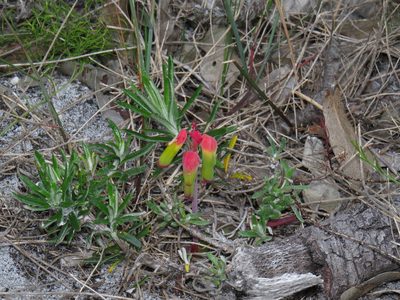 Lachenalia luteola, photographed by Jeremy Gilmore