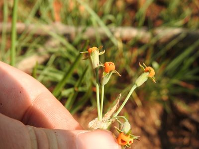 Tulbaghia acutiloba, photographed by Matthew Fainman