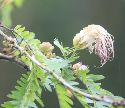 Calliandra surinamensis, photographed by Aitor