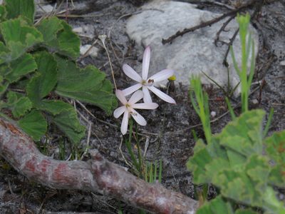 Geissorhiza bonae-spei, photographed by Jeremy Gilmore