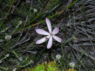 Geissorhiza bonae-spei, photographed by Jeremy Gilmore
