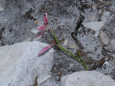 Geissorhiza bonae-spei, photographed by Jeremy Gilmore