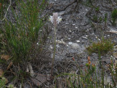 Trachyandra hirsutiflora, photographed by Jeremy Gilmore