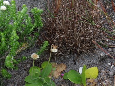 Othonna bulbosa, photographed by Jeremy Gilmore