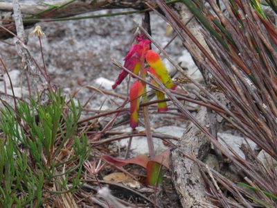 Lachenalia luteola, photographed by Jeremy Gilmore