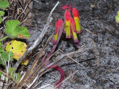 Lachenalia luteola, photographed by Jeremy Gilmore