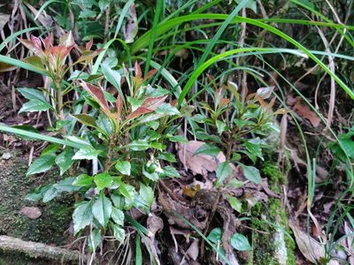 Ardisia rhomboidea, photographed by T R Shankar Raman