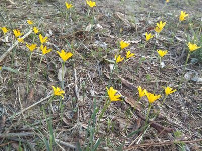 Narcissus cavanillesii, photographed by Santiago Martín-Bravo