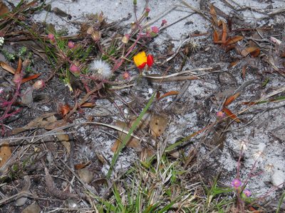 Ixia dubia, photographed by Jeremy Gilmore