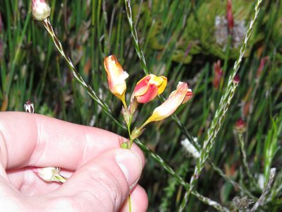 Ixia dubia, photographed by Jeremy Gilmore