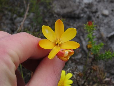 Ixia dubia, photographed by Jeremy Gilmore