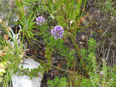 Psoralea fruticans, photographed by Jeremy Gilmore