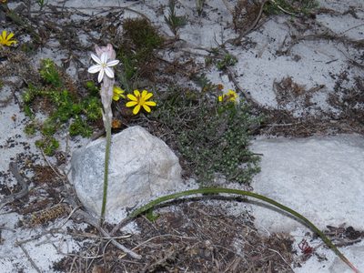 Trachyandra hirsutiflora, photographed by Jeremy Gilmore
