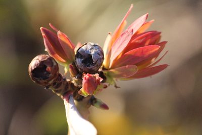 Protea simplex, photographed by Noeleen du Toit