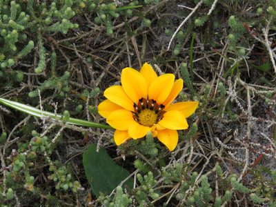 Gazania pectinata, photographed by Jeremy Gilmore