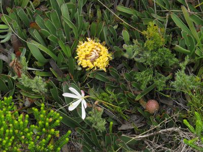 Geissorhiza bonae-spei, photographed by Jeremy Gilmore