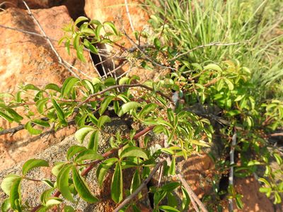 Searsia rigida, photographed by Matthew Fainman