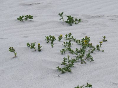 Senecio maritimus, photographed by Jeremy Gilmore