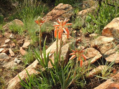Aloe verecunda, photographed by Matthew Fainman