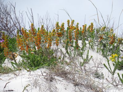 Manulea tomentosa, photographed by Jeremy Gilmore