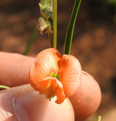 Tephrosia elongata, photographed by Matthew Fainman