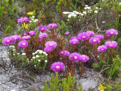 Lampranthus tenuifolius, photographed by Jeremy Gilmore