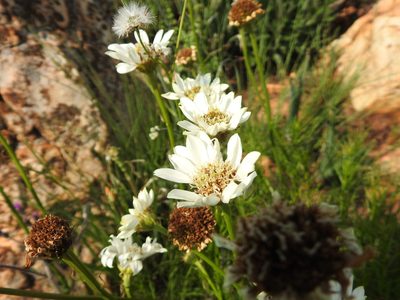 Callilepis leptophylla, photographed by Matthew Fainman